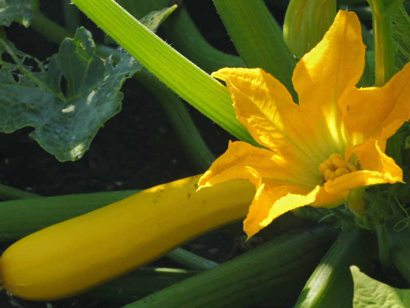 Squash growing in a bucket